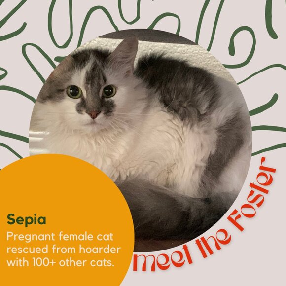 Meet the fosters! - Picture 4 of 15